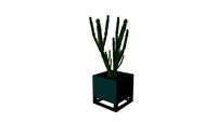Pot plan Cactaceae