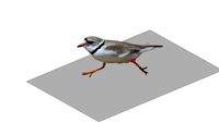 Piping Plover