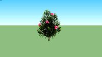 Bunga Mentega - (Oleander Mini)