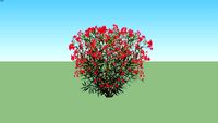 Nerium Oleander Merah muda