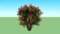 Nerium Oleander Red - Bunga Jepun