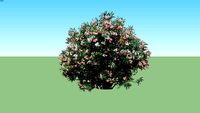 Bunga Jepun - Nerium Oleander Pink