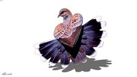 PIGEON saison des amours.
