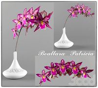 Beallara