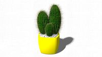 Cactus with tubs