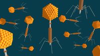 Bacteriophage