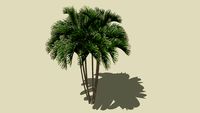 Areca tree