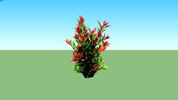 Pucuk Merah Mini - (Syzygium oleina)