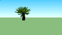 Sikas - Cycas