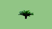 Cycas Circinalis - Sikas
