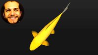 Carpa Koi Yamabuki - Nishikigoi - Curso Desenho de Lagos com SketchUp
