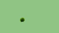 Globe Boxwood