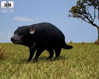 Tasmanian Devil Sarcophilus Harrisii 3D Model