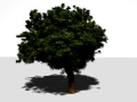 High Quality Tree 3D Model