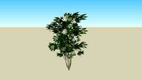 Nerium oleander