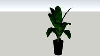 Plant Leave Banana GHD