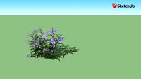 Copy of ruellia 2D