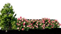Hydrangea pink vanila fraise