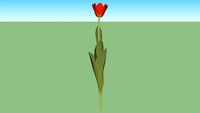 tulpe