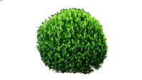Ilex crenata Ball 2D follow me