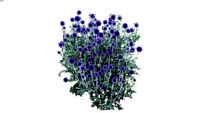 Echinops rritro Veitchs Blue 2d follow me Globe Thistle