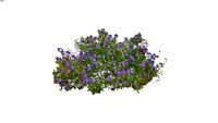 Geranium Rozanne 2D follow me