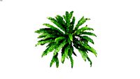 Asplenium scolopendrium fern 2D follow me Hart's tongue fern