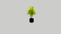Ficus altissima (ต้นไทรทอง)