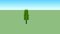 Carpinus zuil