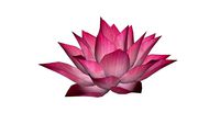 Skatter Waterlily Flower