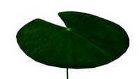 Skatter Waterlily Leaf
