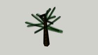 Araucaria Tree (Monkey Tree)