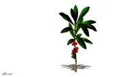 ARBRE CAFÉIER