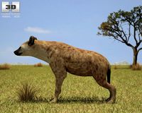 Spotted Hyena Crocuta Crocuta 3D Model
