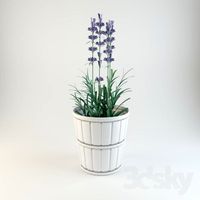 Lavender