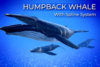 Humpback Whale with Spline System