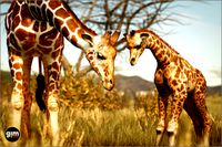 Animalia - Giraffe (pack)