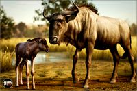 Animalia - Blue Wildebeest (pack)