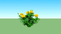 Marigold - Bunga Tahi Ayam - Gemitir