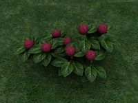 Hortensia 3D Model