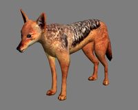Chakal 3D Model