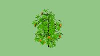 Magnolia champaca - senbaha poo
