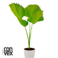 Potted Plant09 3D Model