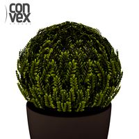 Potted Plant18 3D Model