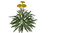 Achillea Yellow - Duizendblad (Vaste plant)