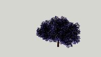 jacaranda