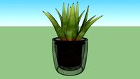 suculenta