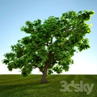 Maple ostrolistyj