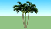 Vegetação - Areca
