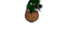 Plante dans pot en osier